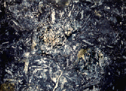 Close up of carbon fossil